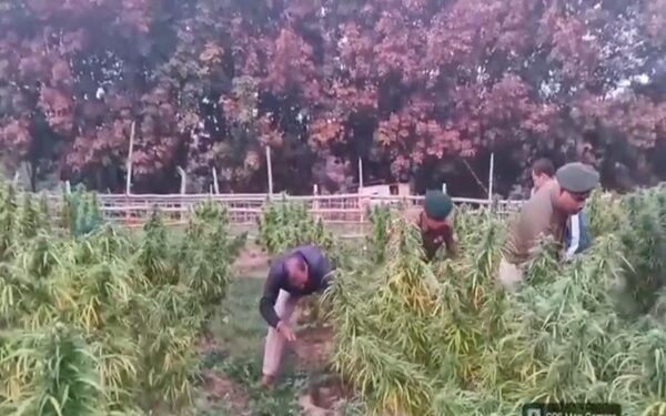 Anti-ganja drive: 9,000 plants destroyed in Lefunga