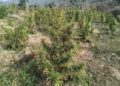 Police raze cannabis plantation in Anandnagar