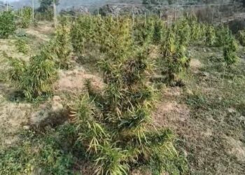 Police raze cannabis plantation in Anandnagar
