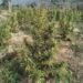 Police raze cannabis plantation in Anandnagar