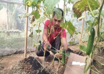 Tribal Farmer From Kalyanpur Thrives With Polyhouse Cucumber