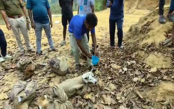 Alleged Dog Trafficking Foiled in Mungiakami