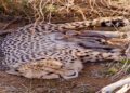 Cheetah Population in India Crosses 50, Jwala Has 5 Cubs
