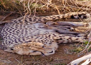Cheetah Population in India Crosses 50, Jwala Has 5 Cubs