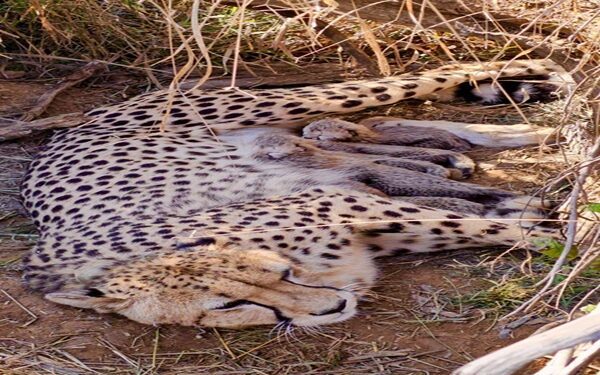 Cheetah Population in India Crosses 50, Jwala Has 5 Cubs