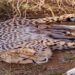 Cheetah Population in India Crosses 50, Jwala Has 5 Cubs