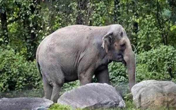 Tripura Plans 4 Elephant Passes to Avert Mishaps