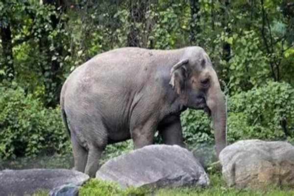 Tripura Plans 4 Elephant Passes to Avert Mishaps
