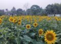 Charilam Sunflower Orchard Turns Into Viral Attraction