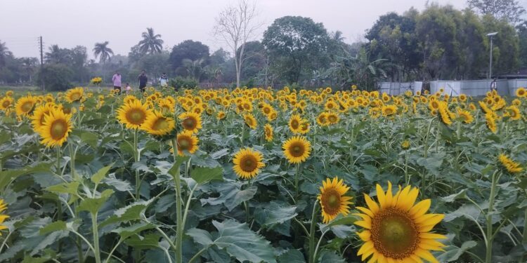 Charilam Sunflower Orchard Turns Into Viral Attraction