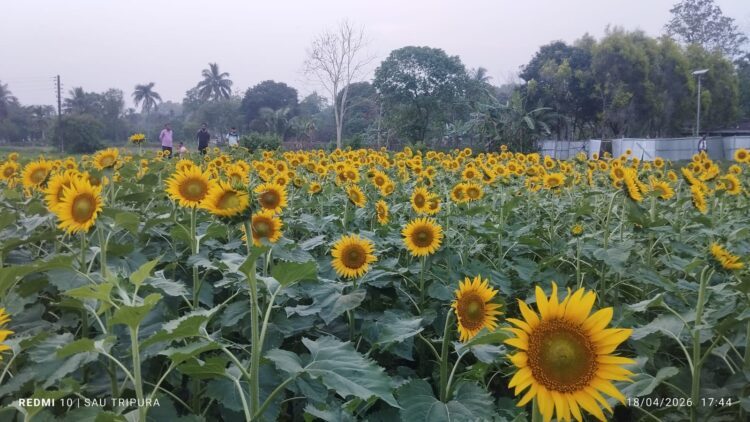 Charilam Sunflower Orchard Turns Into Viral Attraction