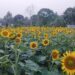 Charilam Sunflower Orchard Turns Into Viral Attraction