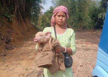 TRESP Livestock Drive Empowers Women Producer Groups, Boosts Rural Livelihoods in Tripura