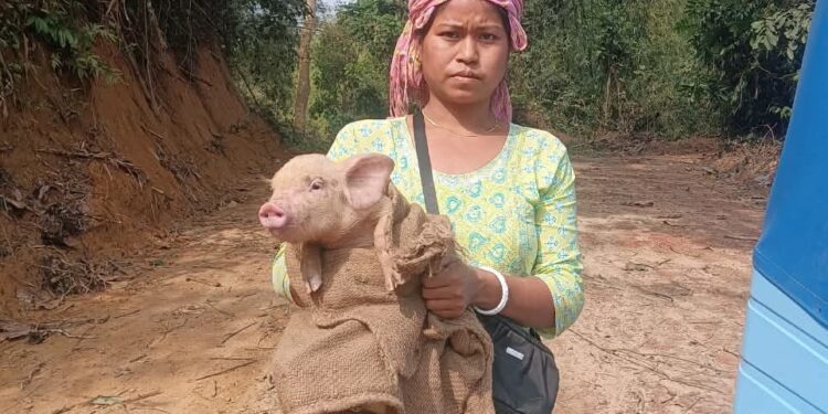 TRESP Livestock Drive Empowers Women Producer Groups, Boosts Rural Livelihoods in Tripura