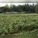 Tripura Garden Hit Hard by Sudden Kalboisakhi Storm