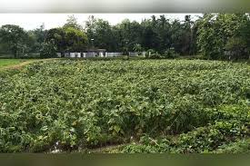 Tripura Garden Hit Hard by Sudden Kalboisakhi Storm