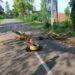 Tripura bandh over Tipra leader arrest disrupts normal life