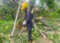 Heavy Rain Topples Tree, Blocks Highway Traffic
