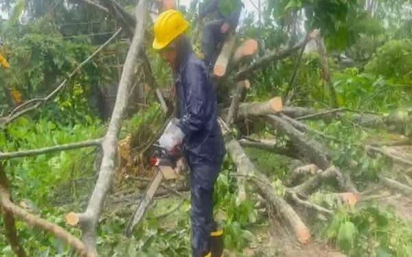 Heavy Rain Topples Tree, Blocks Highway Traffic