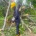 Heavy Rain Topples Tree, Blocks Highway Traffic