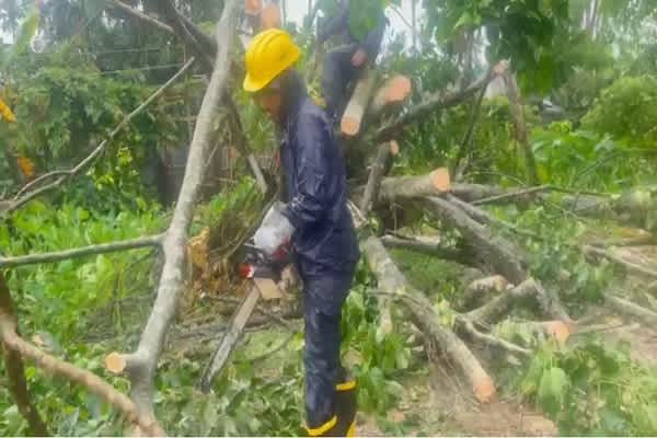 Heavy Rain Topples Tree, Blocks Highway Traffic