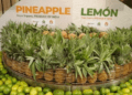 Tripura organic exports get major boost in Dubai