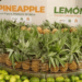 Tripura organic exports get major boost in Dubai