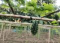 Dhruva 81 Bitter Gourd Brings Better Returns to Kalyanpur Farmers