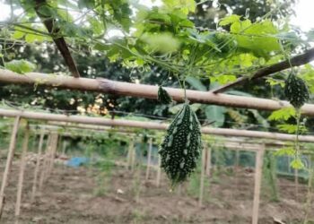 Dhruva 81 Bitter Gourd Brings Better Returns to Kalyanpur Farmers