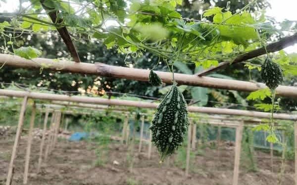 Dhruva 81 Bitter Gourd Brings Better Returns to Kalyanpur Farmers