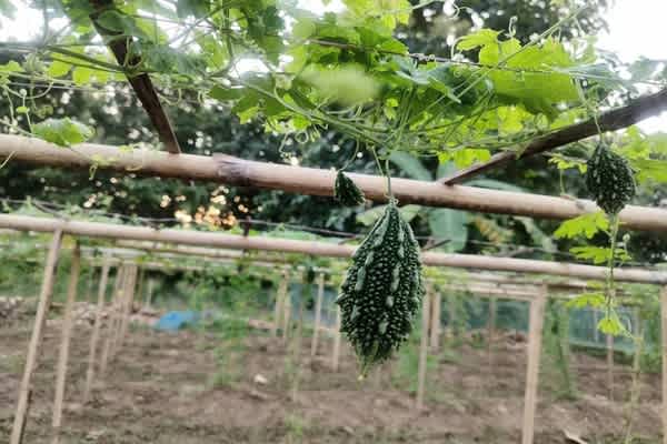 Dhruva 81 Bitter Gourd Brings Better Returns to Kalyanpur Farmers