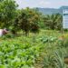 Khowai: Horticulture Department Plans Crop Expansion